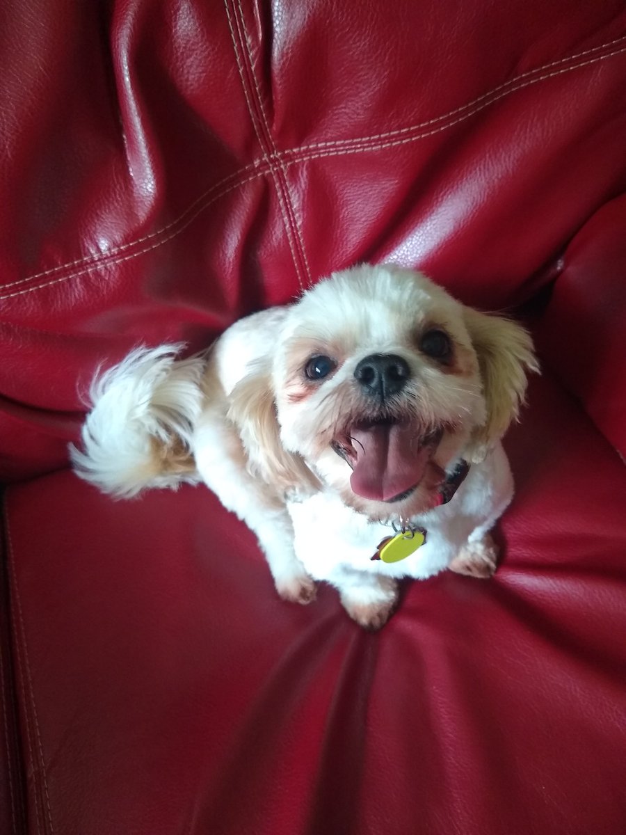 TheLeadHead's tweet photo. @40kChrista That sucks. Don't let it get you down. Here's Milo. https://t.co/phVw7rttRE