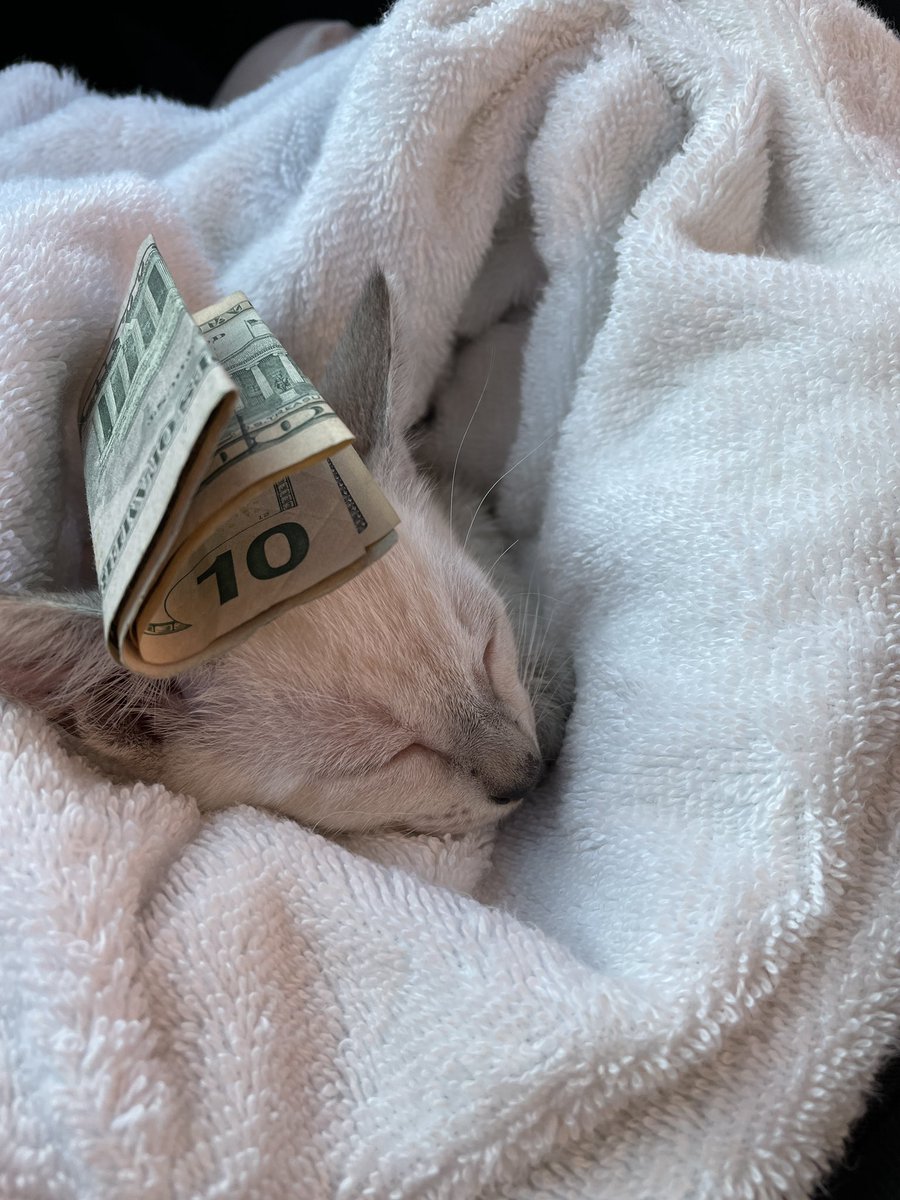DinoBabyInfant's tweet photo. This is the money kitten RT for good luck https://t.co/9gRkoN7Sqd