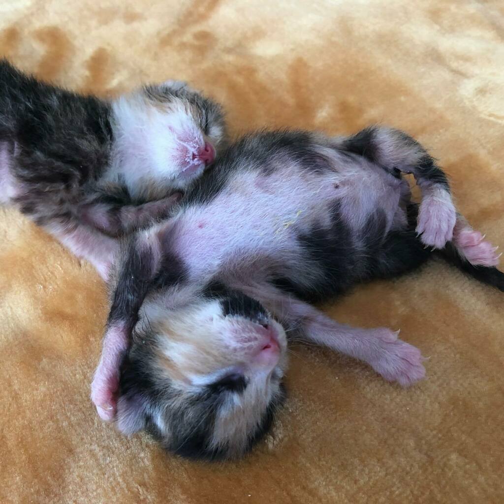 Milkdrunk.  #kittensofinstagram #kittens #milkdrunk #calicokittensofinstagram #calicokittens #fosterkittens #fosterkittensofinstagram #goodtimes instagr.am/p/CTf2fxgJ9ma/