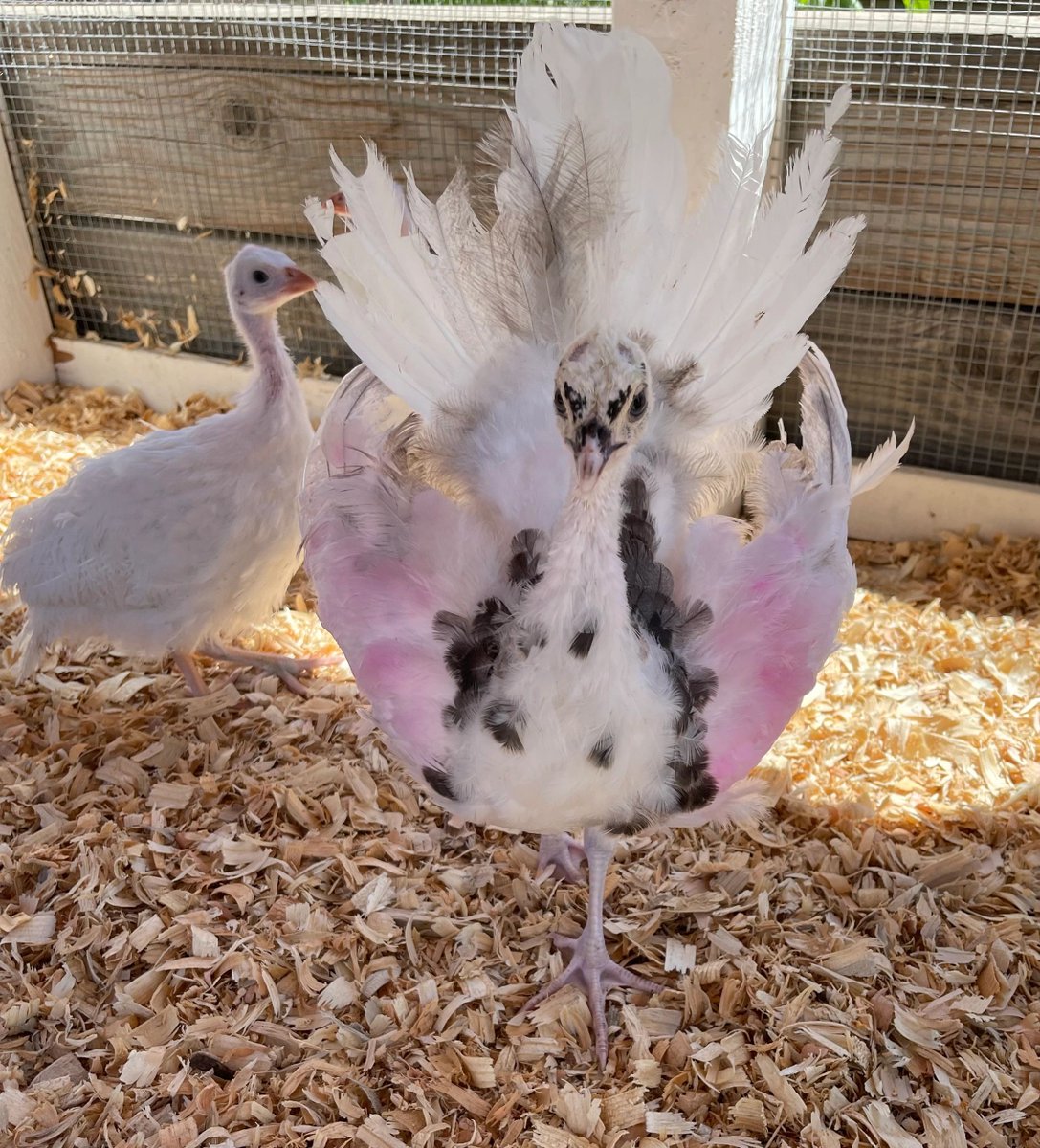 Chick-Ranch tweet media