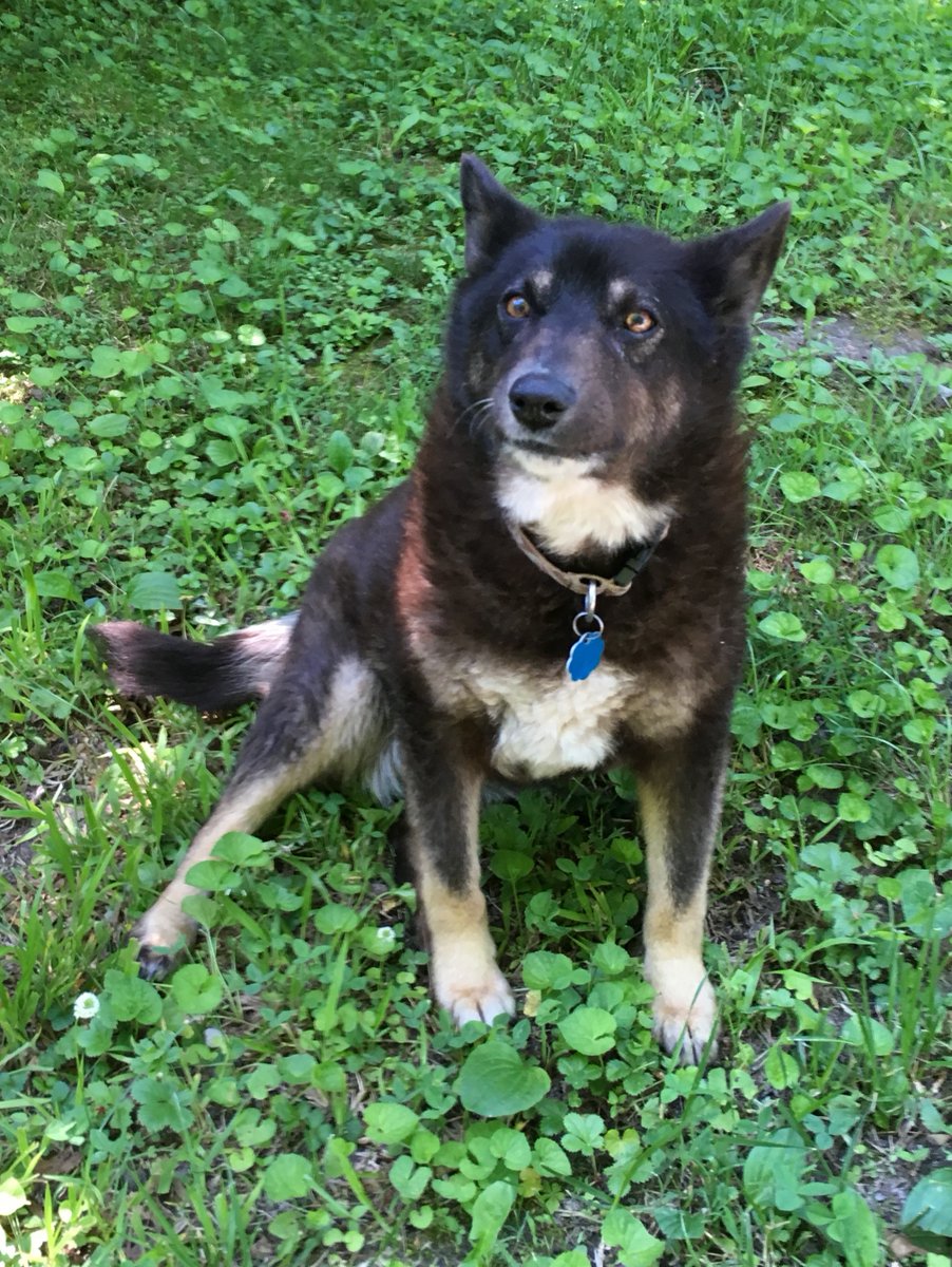 I know this is a long shot since I am pretty much invisible on here... but my dog went missing last night when some tourists set off fireworks pretty close to my home. She's a small GSD/? mix. 15 yrs. old. Missing from Jamestown, KY close to Lake Cumberland.
