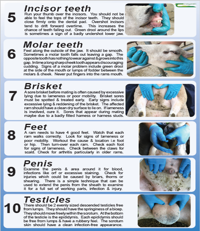 EOEGAN's tweet photo. Fact sheet on checking your ram is fit for breeding

https://t.co/HRLFn7HvD2 https://t.co/zMhgU8zYCg