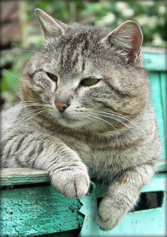 Big tabby on sale cat