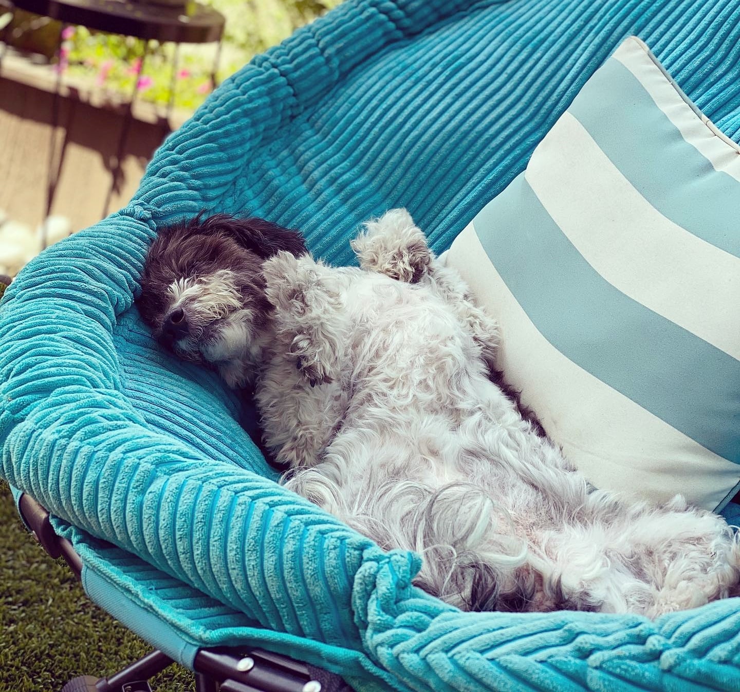 Furry Friends Rescue on Twitter "Have a relaxing Labor Day weekend