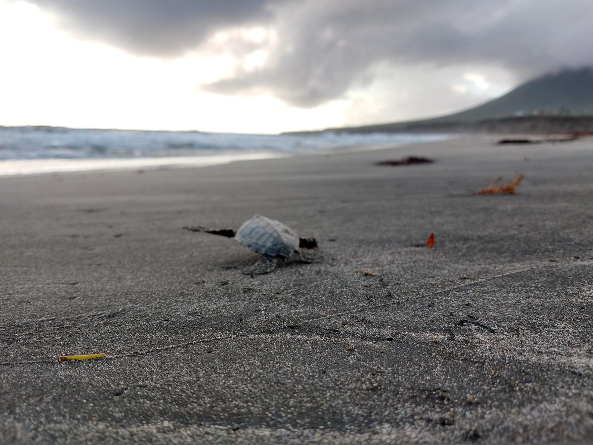 Trivia Tuesday!

#SeaTurtles - #NatureOnStatia!
News is just around the corner!

Question: 
How do sea turtle hatchlings know which way to go to get to the water?

#NatureAwareness #Nature #Statia #StEustatius #SeaTurtleConservation #Conservation #MarineLife