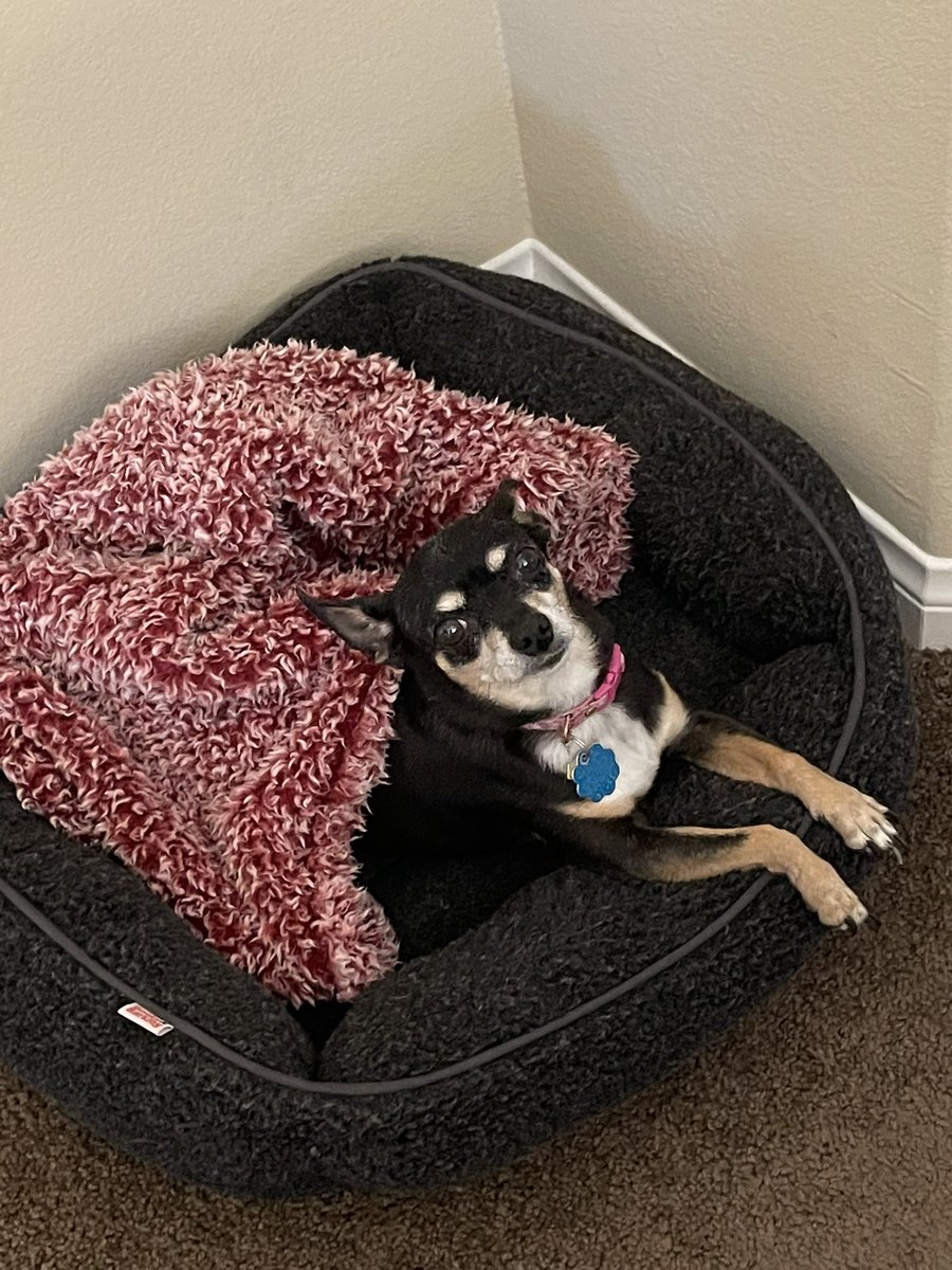 sherilala's tweet photo. @GoldenKnights Zoey my little vgk companion baby https://t.co/phta1ndKFi