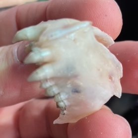 ElasmoBro's tweet image. Asking for a mate: what species is this?
Found on beach at Double Island Point, Queensland.
My initial hunch - a heterodont #teleost of some kind? 
Any #fish /#ichthyology/ #morphology /#taxonomy / gurus out there able to help?