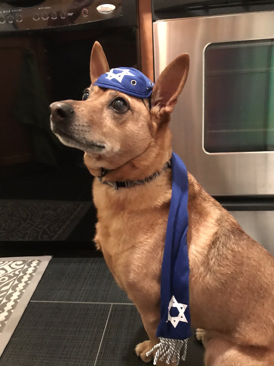 NewYorkOrbit's tweet photo. Happy New Year to my Jewish friends &amp; family, celebrating Rosh Hashanah. 

May 5872 be your best yet.
Even Rocco says “Shanah Tovah” https://t.co/NBBfFGPBq3