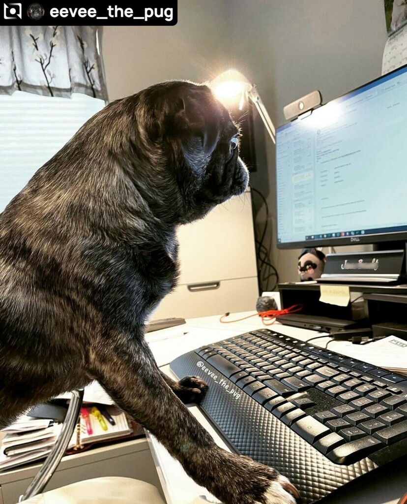JoinThePugs's tweet photo. "It's #LaborDay, I got this human."⠀
⠀
Thank you to @eevee_the_pug!⠀
⠀
#puglife #pugsatwork #puglove #pugs https://t.co/HHXojYnud6 https://t.co/UnCbPNt0w6