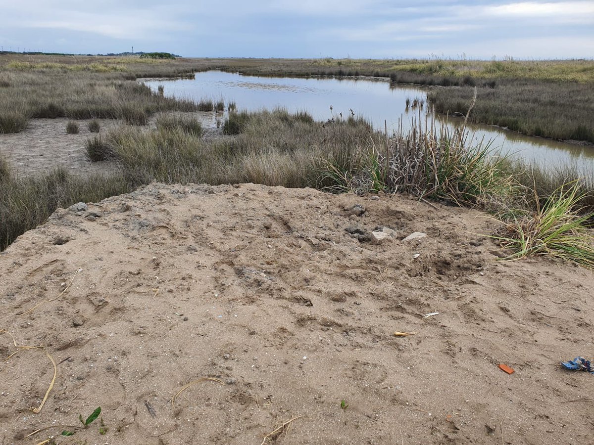 diegolunaq's tweet photo. Ministro @juancabandie están arrasando con la Reserva Natural de Punta Rasa. Es urgente que  @AmbienteNacion y  @opds_gba tomen acción decidida para frenar esta intervención y resguardar el área protegida @jibrardi https://t.co/E8Fj8eAuw2