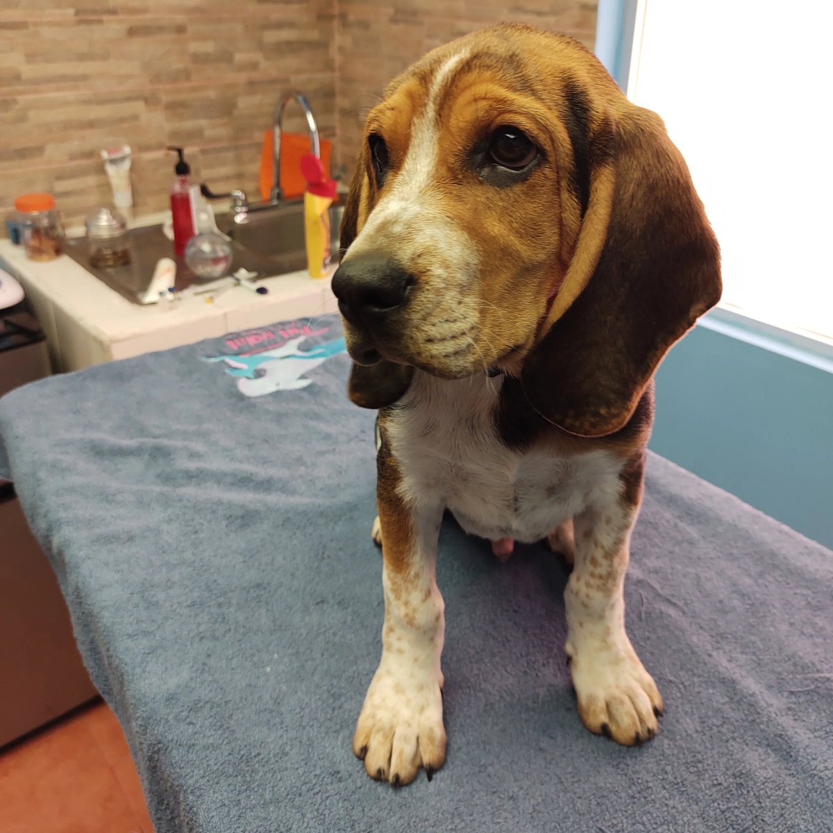 _PetPoint_'s tweet photo. Oliver Bravo
#PetPoint https://t.co/7Vh3Cnowx5