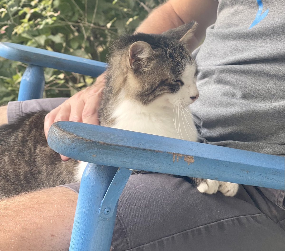 cclaytonr's tweet photo. Peanut the guard cat takes a much needed respite. It’s been a long day of guarding-while-lounging. The perimeter is kinda sorta secure. #guardcats #guardianofthehill https://t.co/fFpqxZcGfo