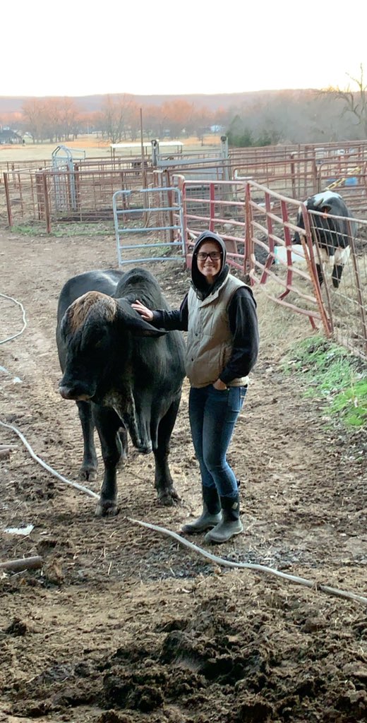 _zcook's tweet photo. Hate to but Charlie Cookson is up for relocation. Young 5yo Brahman bull loves to breed cows and be scratched. DM for pricing. Located Ft Gibson OK https://t.co/9tNJnbo9vG