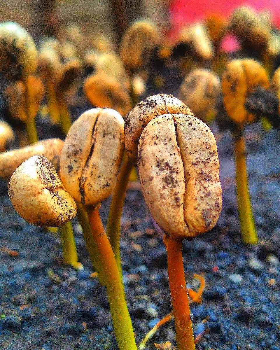 GoldMtnCoffee's tweet photo. Maracaturra angels of the morning.
📩 Contact link in bio!
#greencoffee #specialtycoffee #coffeeseeds #naturalprocess #honeyprocess #thirdwavecoffee #coffeesourcing #maracaturra #beyondfairtrade #directtrade #directtradecoffee #qualitycontrol https://t.co/dQrqiNLwwO