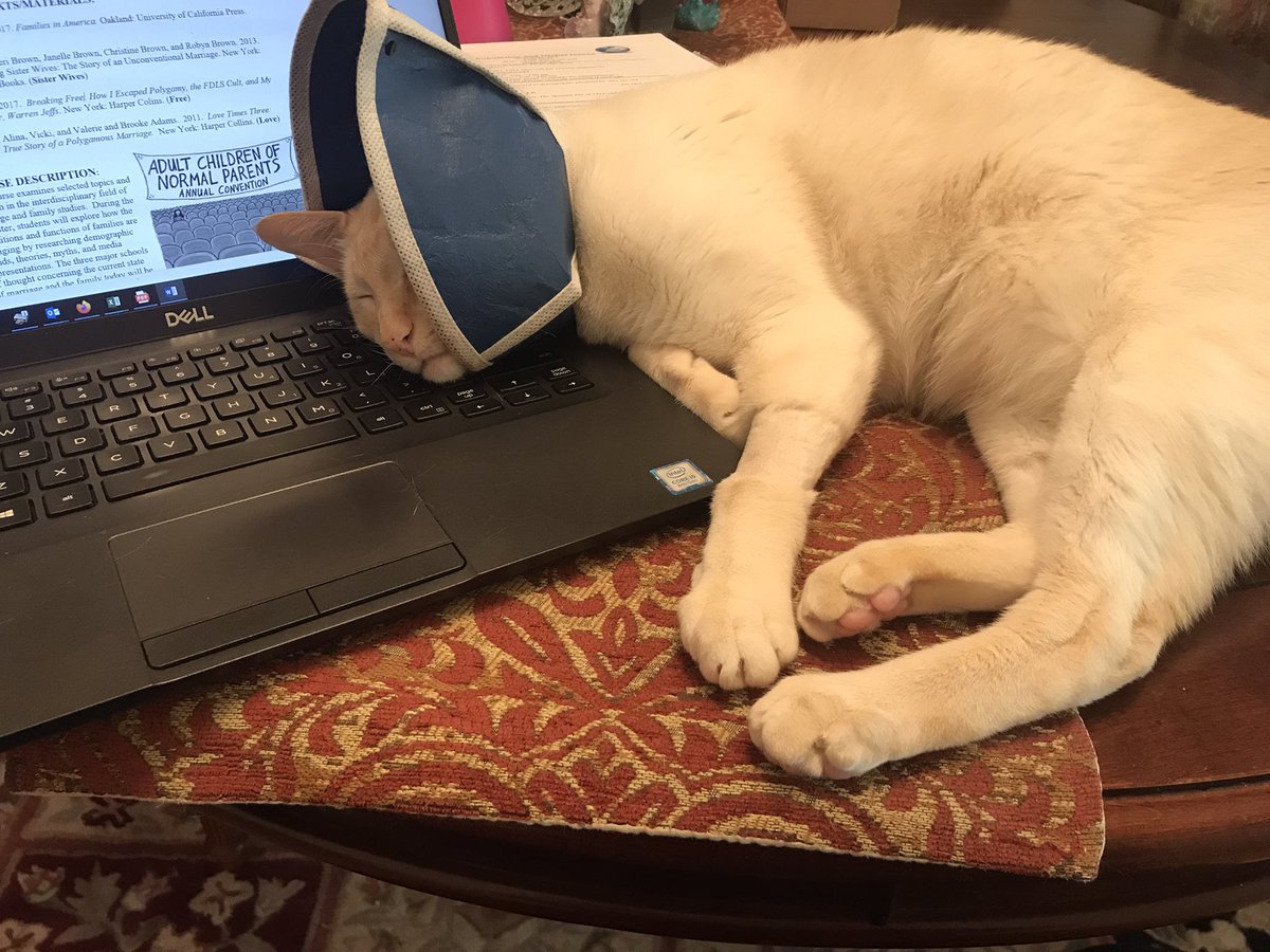 MicheleLeeKoz's tweet photo. How am I supposed to work when my buddy is recovering from surgery and insisting that he use my computer as a pillow? #siameseifyouplease #academicdilemmas https://t.co/Po2XIYeiCg