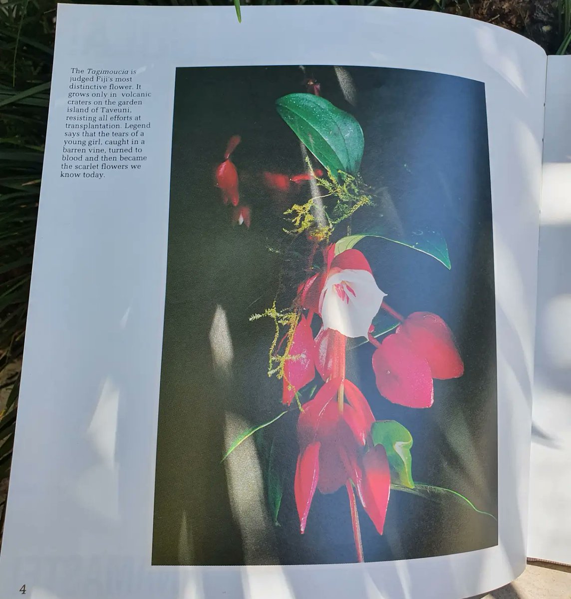 myFijiStore's tweet photo. Fiji in #photographs, a gorgeous new #hardcover #book available #Online. It has 120 pages of photographs &amp; text of #Fijian #Lifestyle captured prior to 1998.

This book is a delight for anyone interested in #Fiji. Buy it online in our #Books section https://t.co/X13P9UJddV https://t.co/zXFLVNYVdb