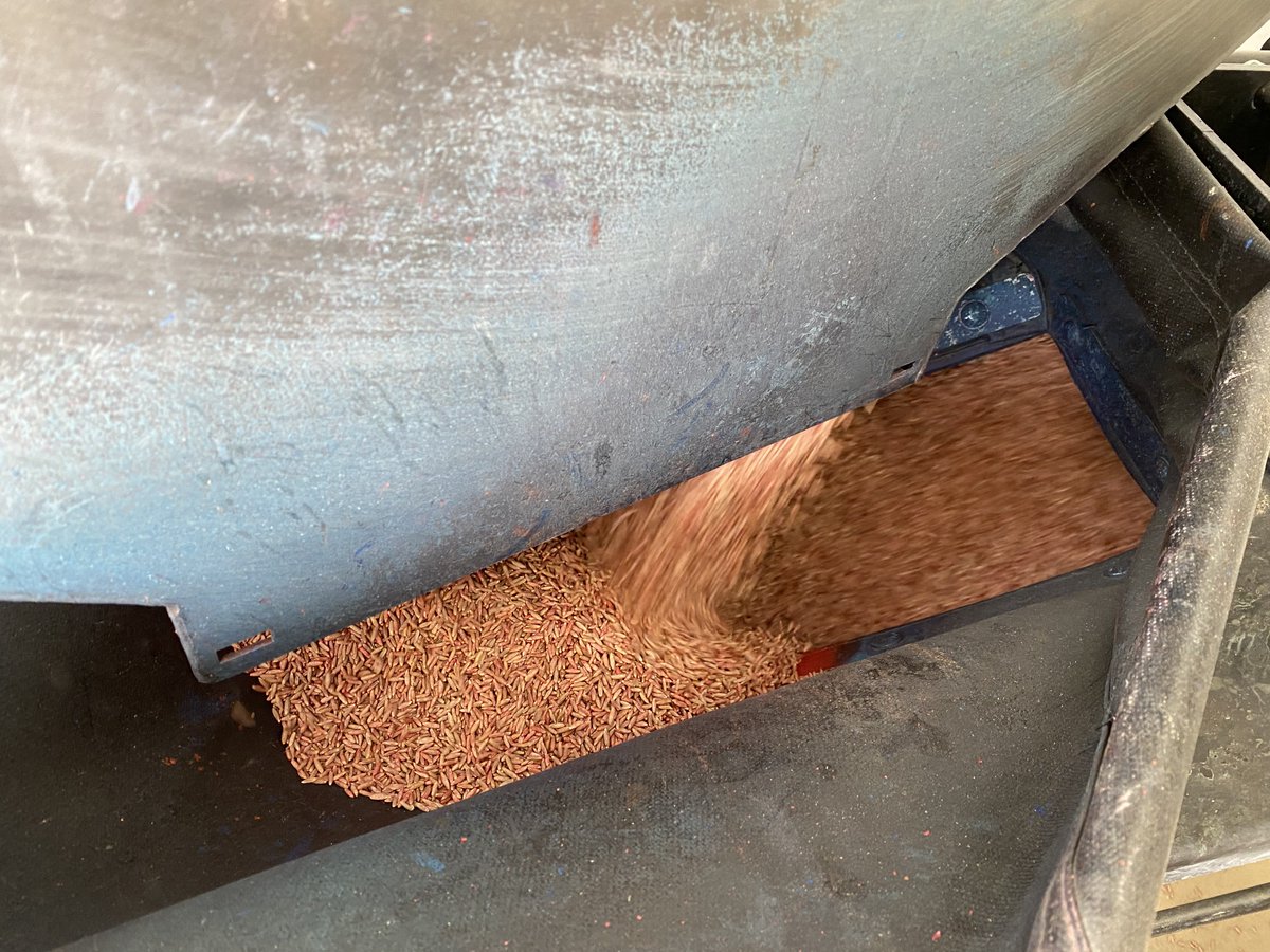 Stampseeds's tweet photo. Treating hybrid rye seed today.
Grain or forage, hybrid rye can get you ahead on next season and make you more $ net.
Click #ryepro to see our rye week info.
https://t.co/RoOjcFwhUj
#wintercorn
#westcdnag #seed21 https://t.co/kOADWJf8dS