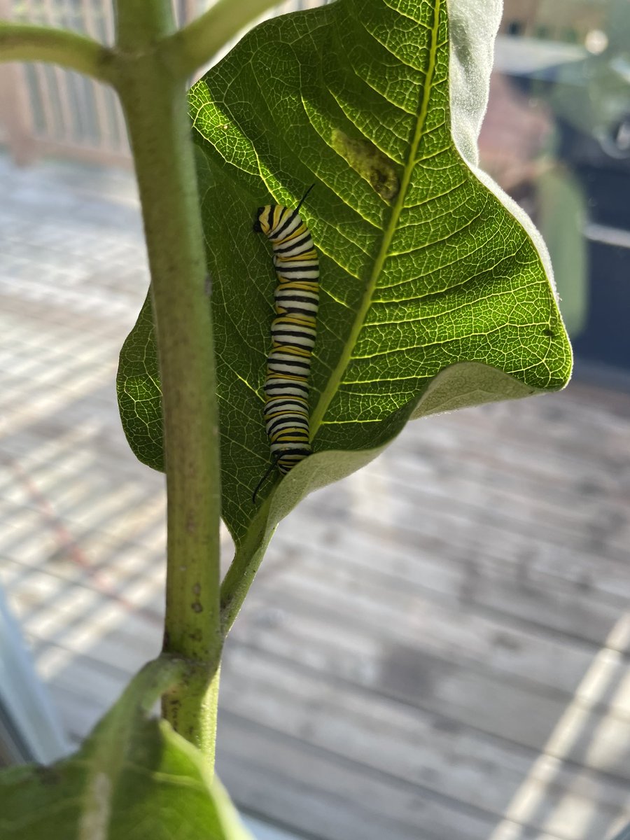 Heather Shea tweet media