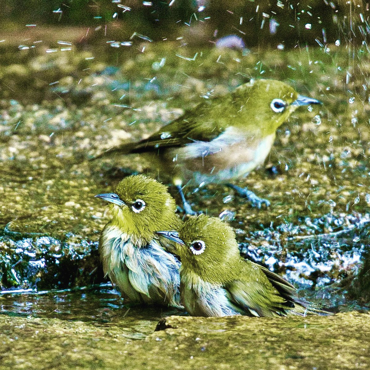 先日のメジロの水浴び