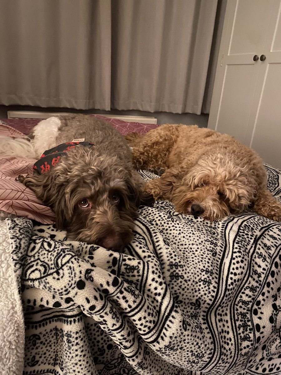 Demons Run (@demonsrunuk) on Twitter photo 