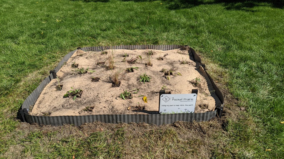 SkiUMahDano's tweet photo. How it started, how it's going! Installed a My Pocket Prairie yesterday from @MNLcorp . Looking forward to watching it's progress! #nativelandscape https://t.co/Qml1CI6fCJ