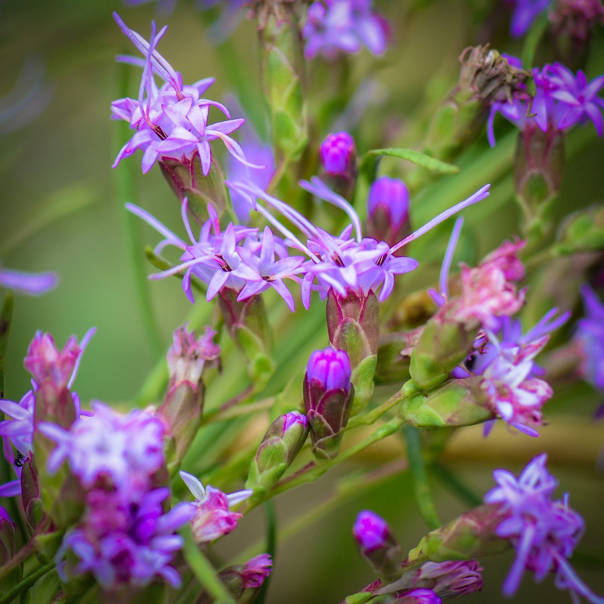 HankAllen's tweet image. This is at Little River Canyon near Fort Payne, AL.