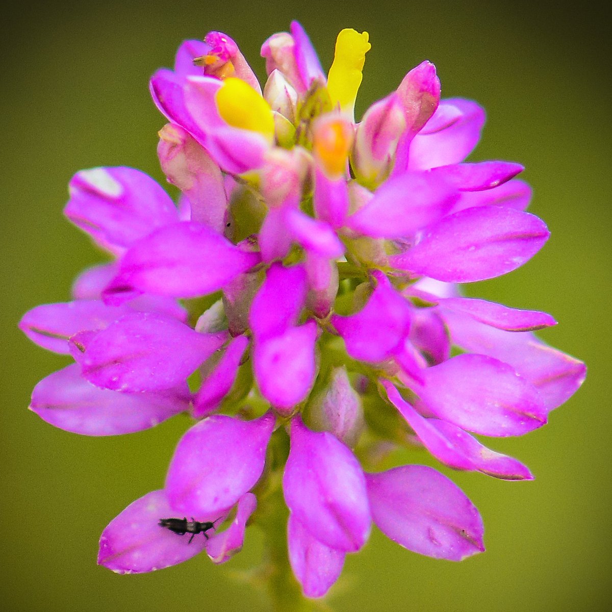 HankAllen's tweet image. This is at Little River Canyon near Fort Payne, AL.