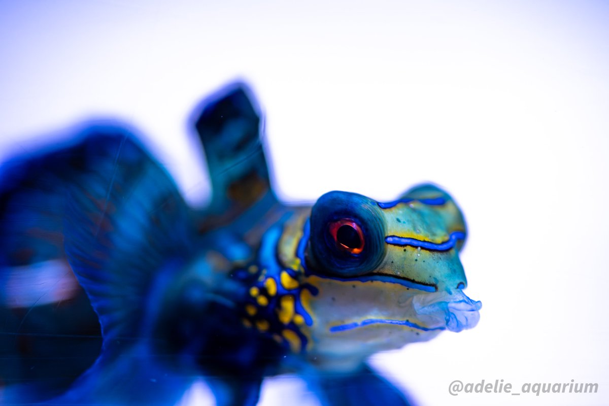 adelie_aquarium's tweet image. 珊瑚礁などに住むということは、
極彩色で周囲と紛れて、おちょぼ口で隙間のエサを吸い取るのかな？

攻守に優れたニシキテグリ

#ニシキテグリ #Mandarinfish
#すみだ水族館
#alpha_newgeneration
#α7C #sel90m28g #マクロレンズ