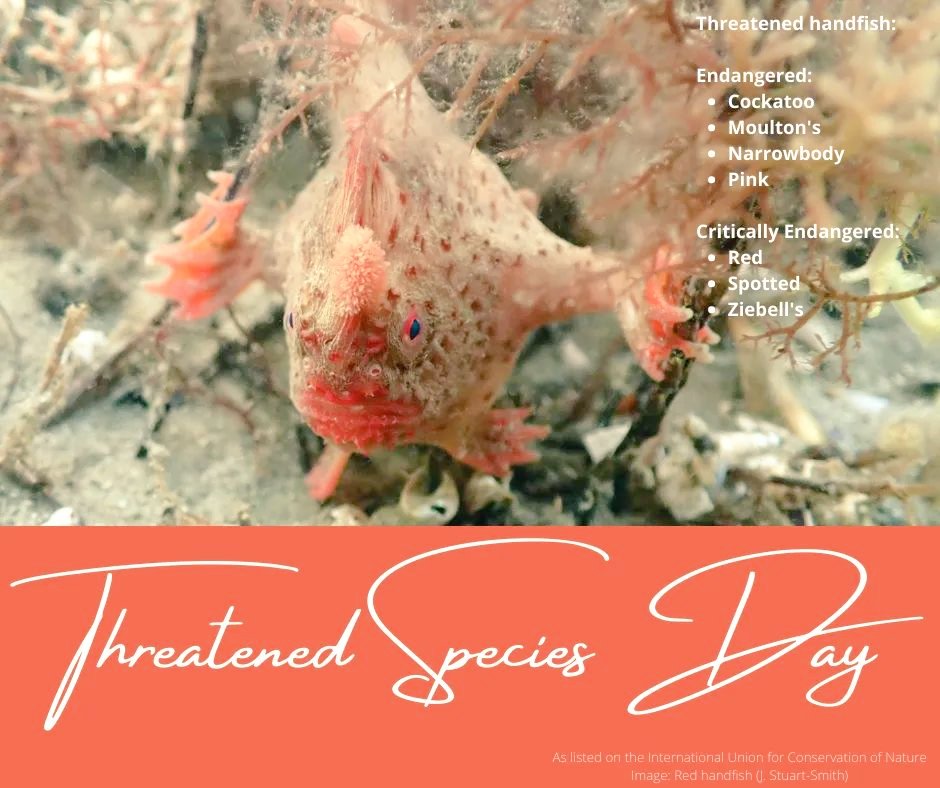 Handfish Conservation Project (@handfishproject) on Twitter photo It's national #ThreatenedSpeciesDay. Half of all known handfish species are considered threatened with extinction (<a href="/IUCNRedList/">IUCN Red List</a>), and for another 5 species we do not have enough data to know their status. <a href="/TSCommissioner/">@TSCommissioner</a> #BiodiversityCrisis #conservation #extinction It's national #ThreatenedSpeciesDay. Half of all known handfish species are considered threatened with extinction (<a href="/IUCNRedList/">IUCN Red List</a>), and for another 5 species we do not have enough data to know their status. <a href="/TSCommissioner/">@TSCommissioner</a> #BiodiversityCrisis #conservation #extinction