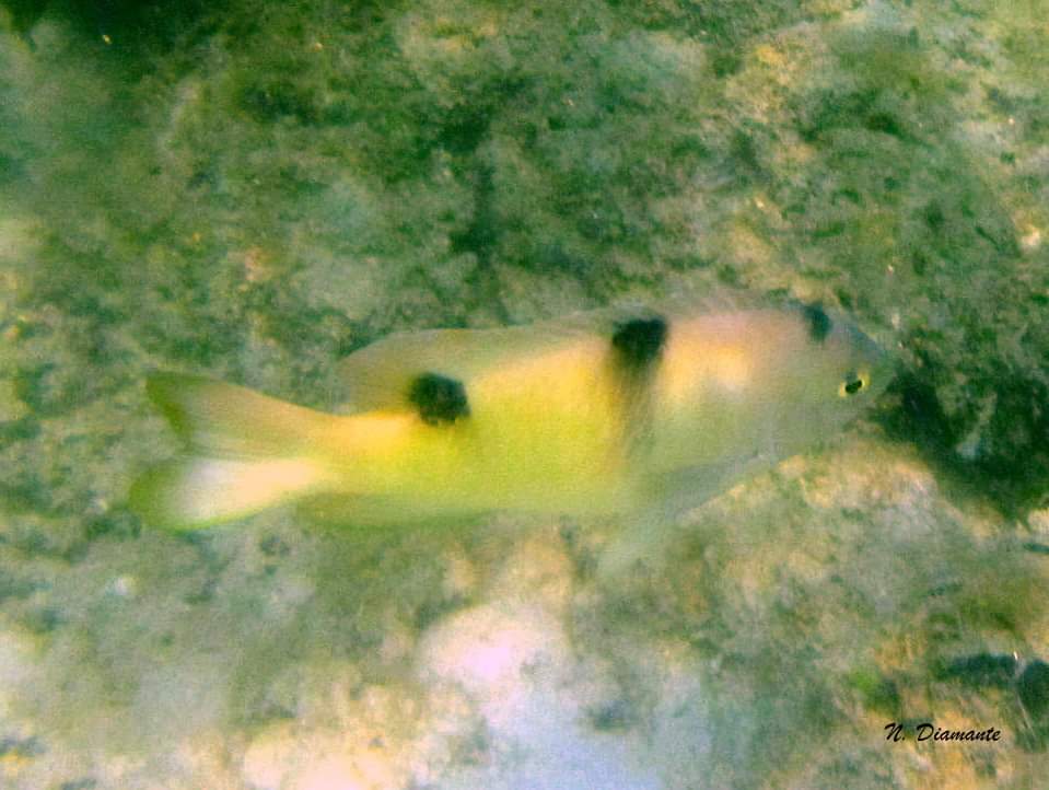 ParkYellieeee61's tweet photo. 🐠White Damsel/White Damselfis (Dischistodus perspicillatus)
🐠Adults occur in small patch reefs of shallow lagoons, with algae or seagrass habitats. Large and extremely aggressive.
🐠February 11, 2021
#TwitterNatureCommunity #fishmonitoring #fish #animalovers #animalconservation https://t.co/wXtowiFZK5