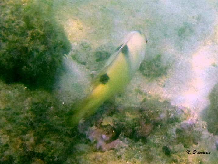 ParkYellieeee61's tweet photo. 🐠White Damsel/White Damselfis (Dischistodus perspicillatus)
🐠Adults occur in small patch reefs of shallow lagoons, with algae or seagrass habitats. Large and extremely aggressive.
🐠February 11, 2021
#TwitterNatureCommunity #fishmonitoring #fish #animalovers #animalconservation https://t.co/wXtowiFZK5