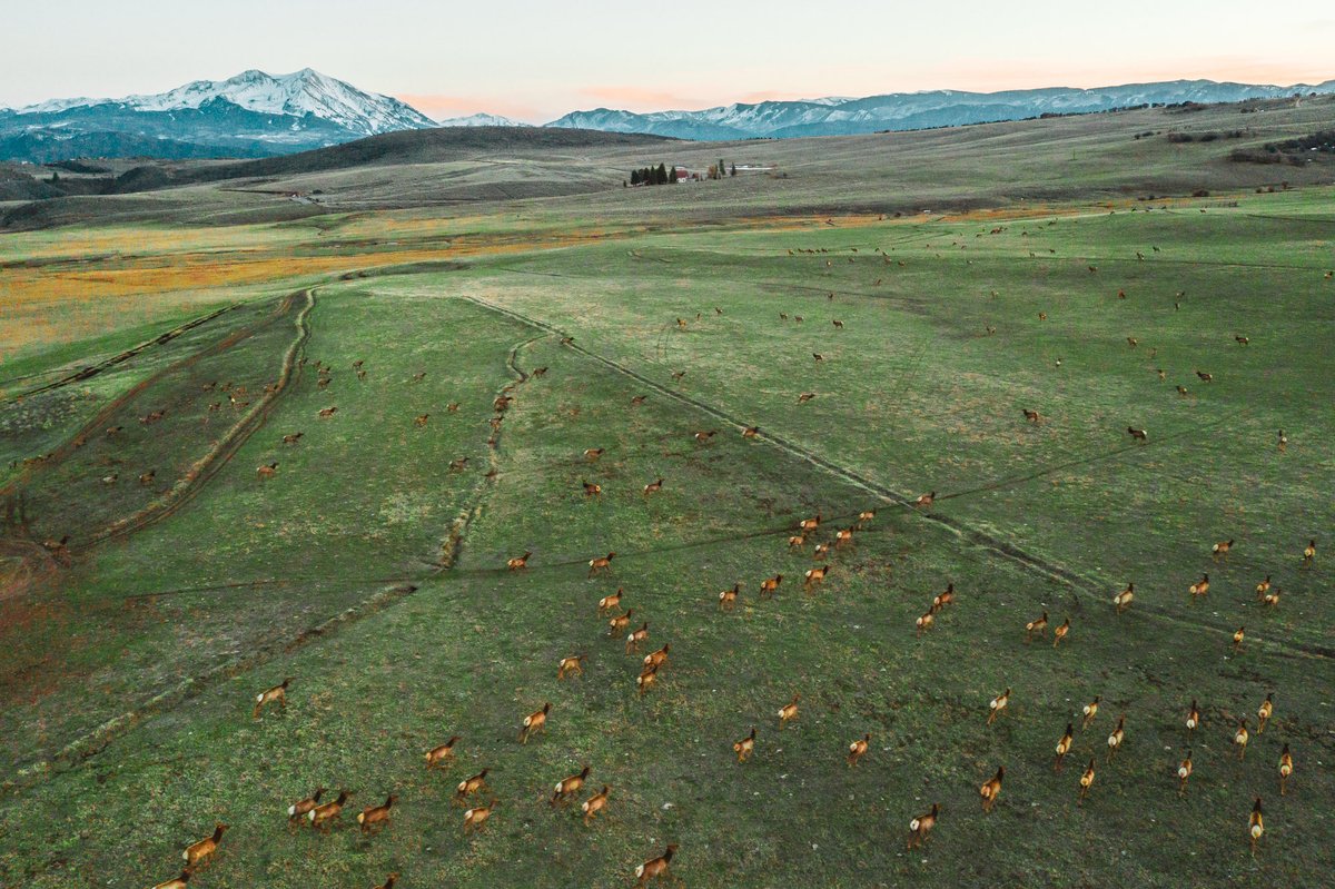 #colorado #elk