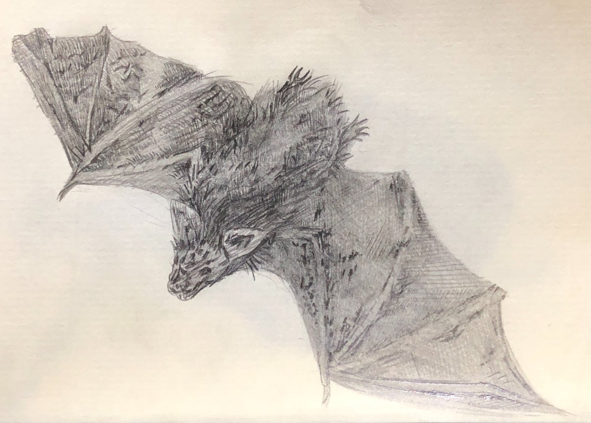 Twoucan コウモリ の注目ツイート イラスト マンガ