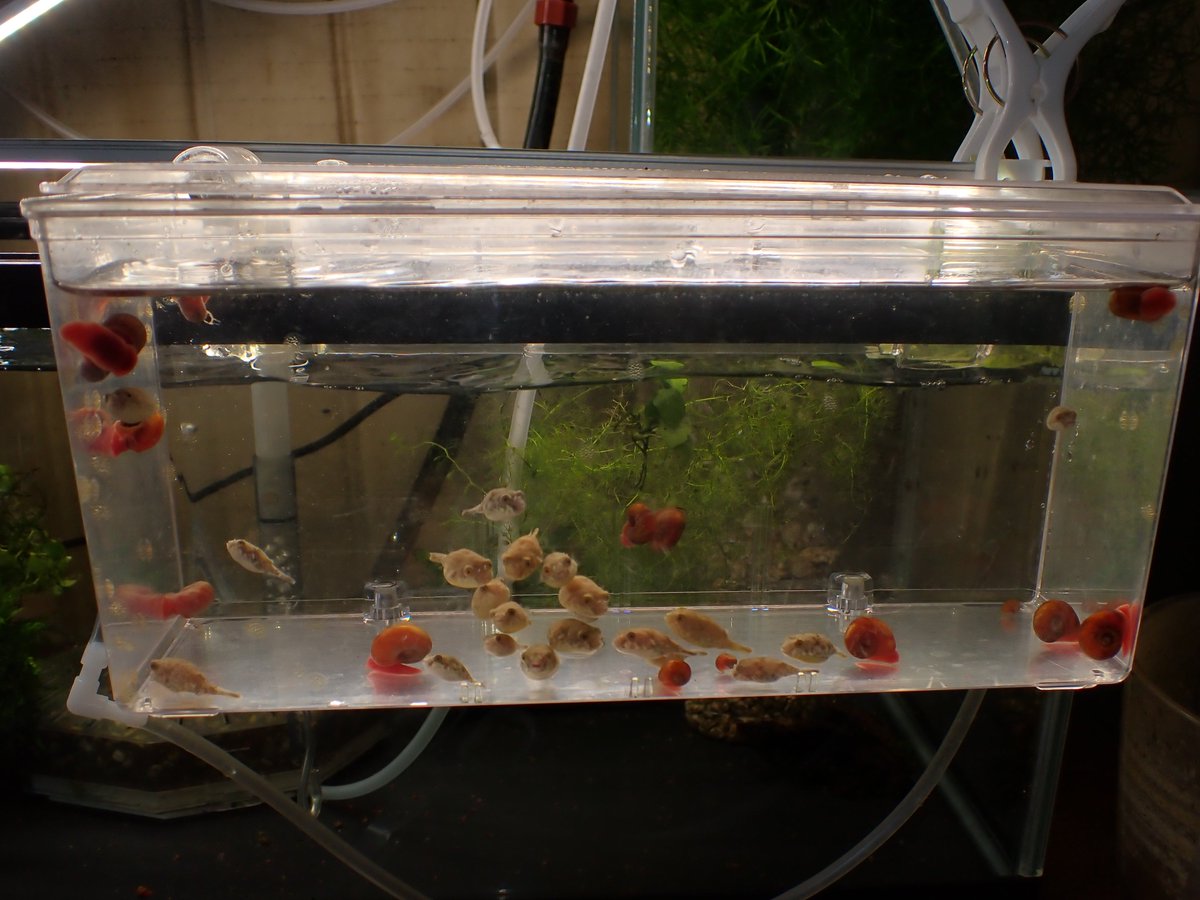 京都淡水フグ繁殖研究所 ときどき忘れたときに売れるのがラムズホーン フグの繁殖では欠かせない巻貝となっています 床を不衛生に 雑菌だらけ していると稚魚が落ちるのですがラムズは雑菌やぬめりを綺麗になめとってピカピカにしてくれます