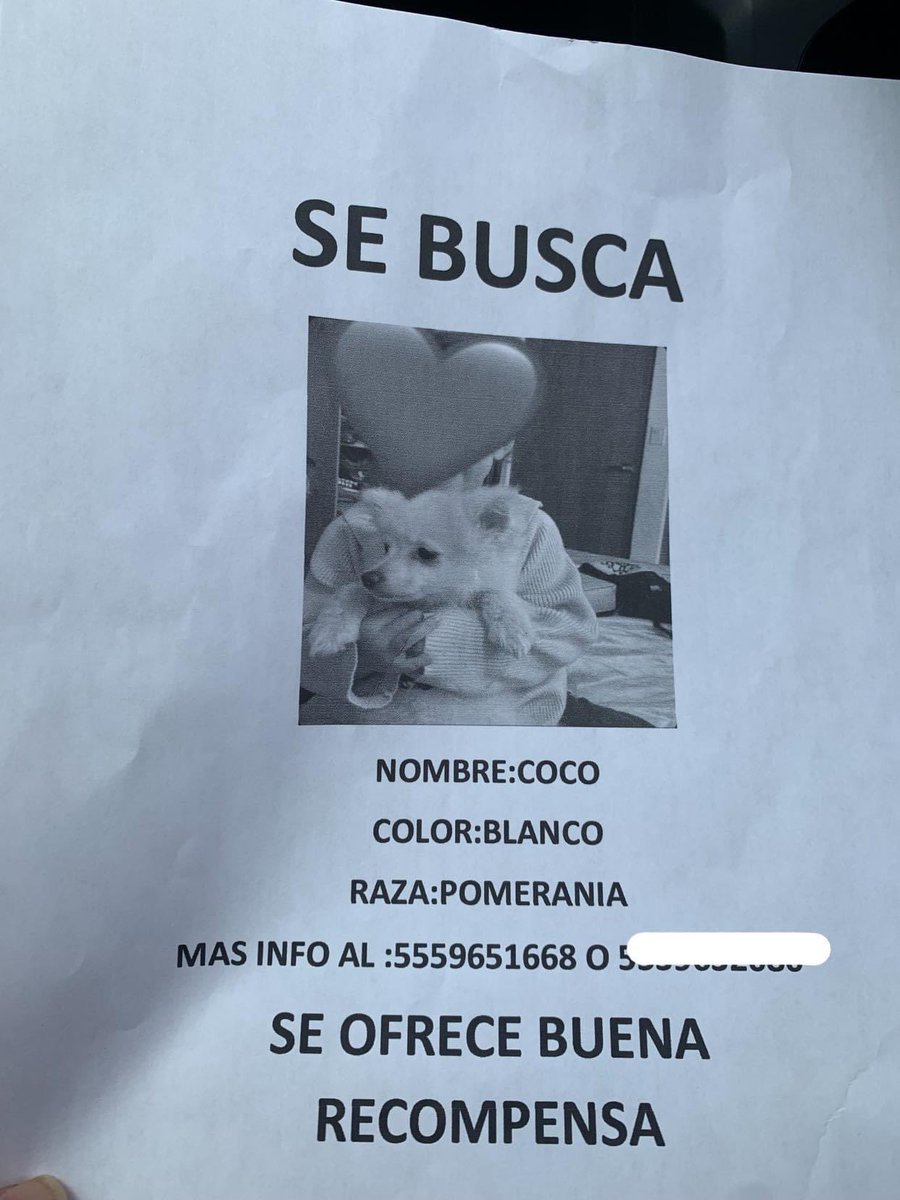 Favor de compartir: SE BUSCA A COCO #nuevasantamaria #pomerania #perrito #sebusca