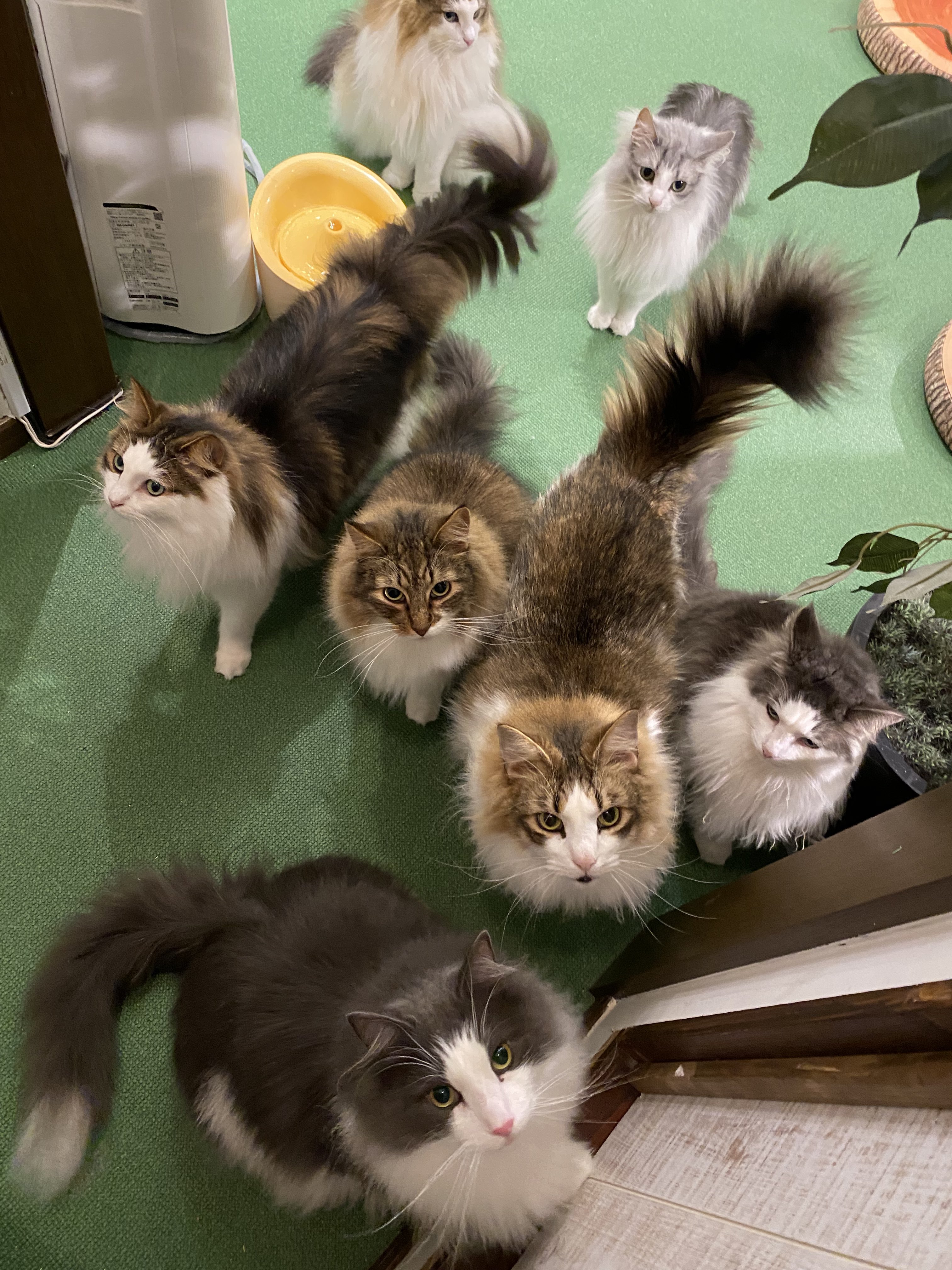 ねこのダヤンと猫の島カフェ En Twitter 雑貨 猫カフェオープンしてます ある日のごはん待ち ず 猫の島カフェ ねこのダヤンと猫の島カフェ ノルウェージャンフォレストキャット 鎌倉 猫カフェ ダヤン T Co Cafhz5smc2 Twitter