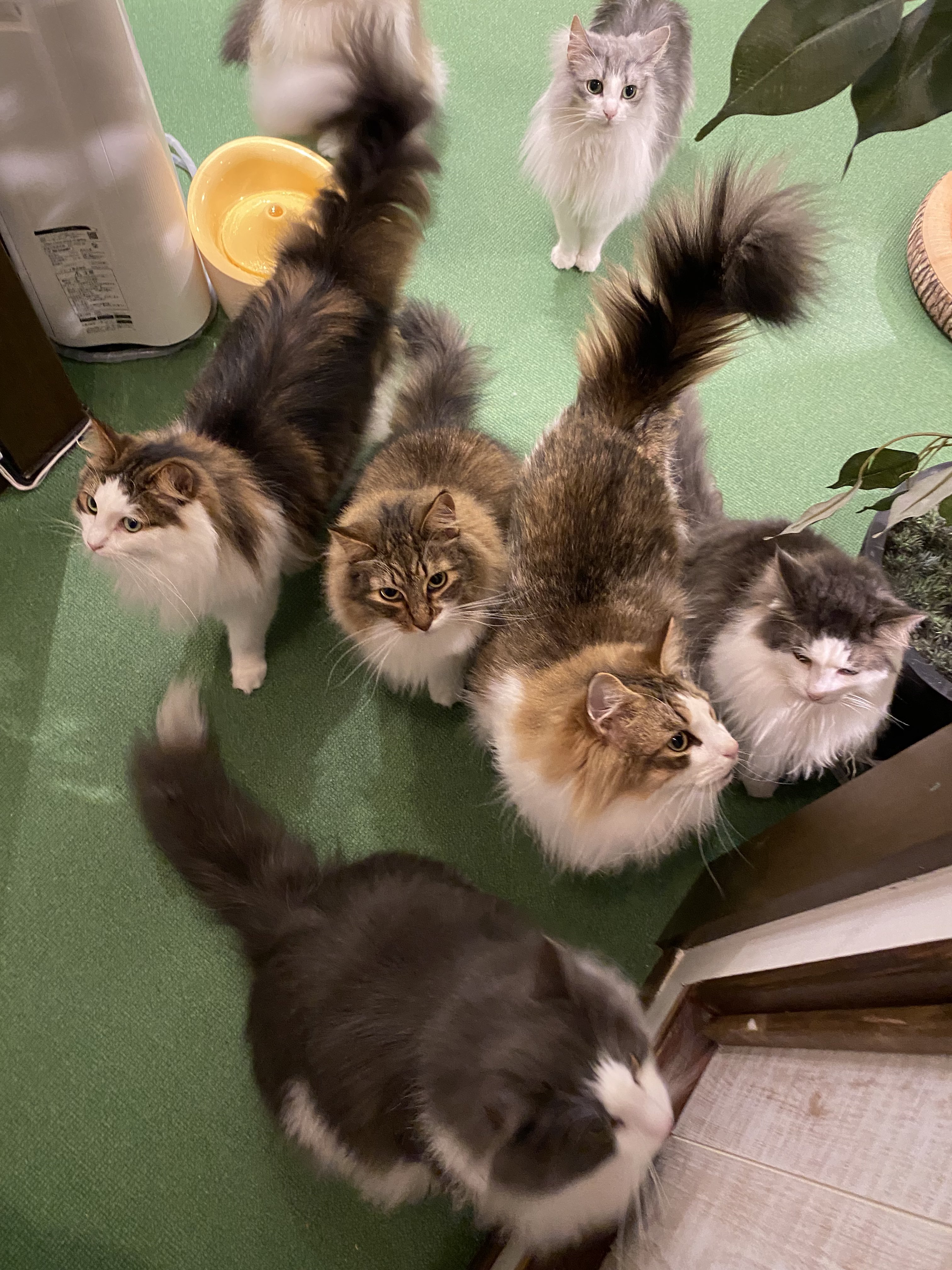 ねこのダヤンと猫の島カフェ En Twitter 雑貨 猫カフェオープンしてます ある日のごはん待ち ず 猫の島カフェ ねこのダヤンと猫の島カフェ ノルウェージャンフォレストキャット 鎌倉 猫カフェ ダヤン T Co Cafhz5smc2 Twitter