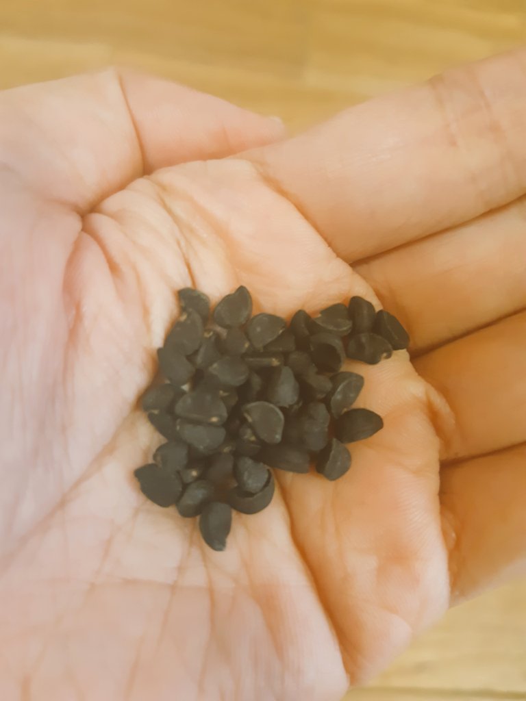 笹川亜矢奈 朝顔の種沢山とれた 来年も咲いてくれるといいなぁ W T Co Vytdnaaoqu Twitter