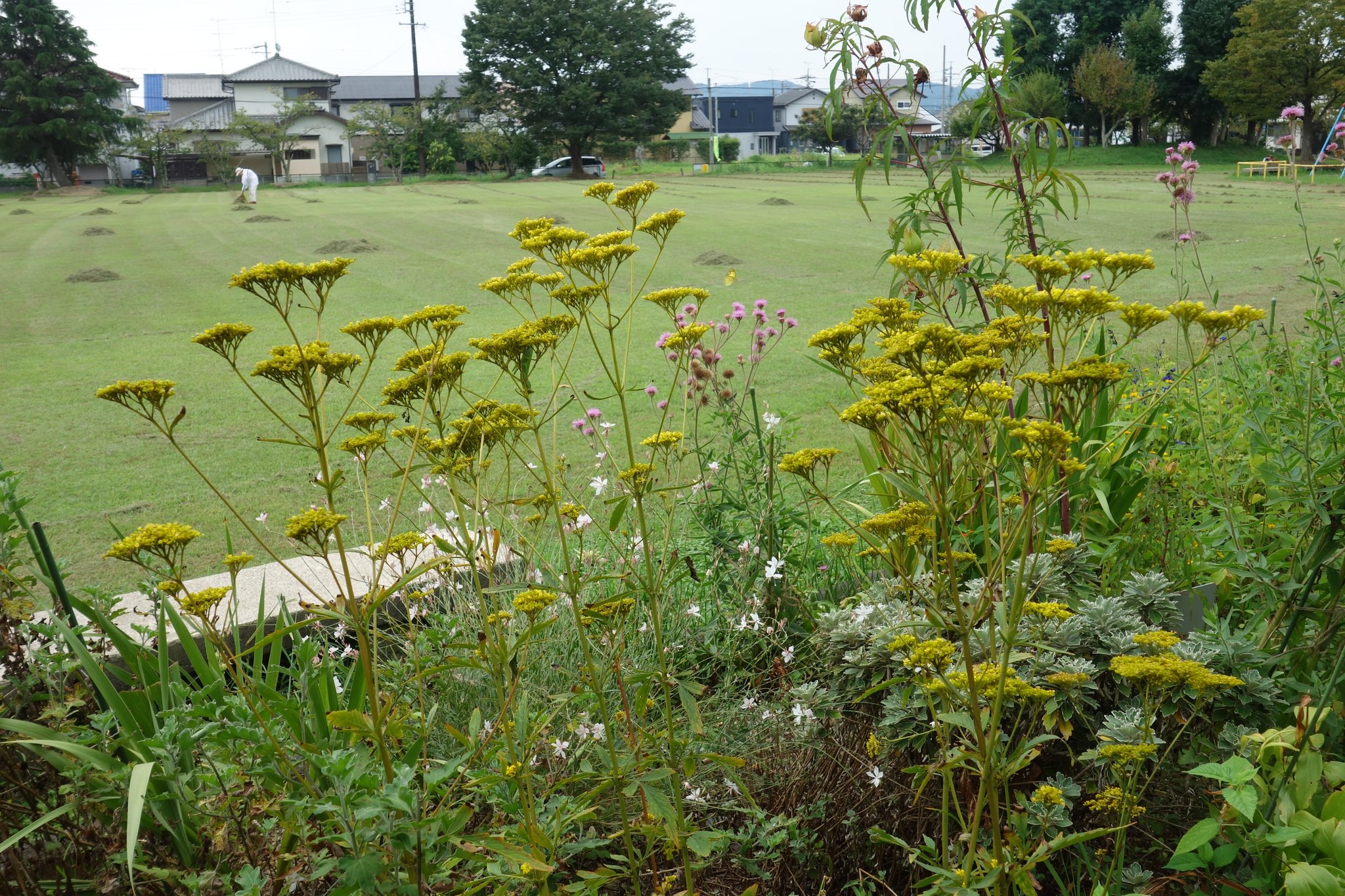 矢沢曖 秋分 蟄虫坏戸 9 28 10 2 ポタポタ 町外れの公園にて 芝生の管理中 自治区の老人クラブ の面々でしょうか オミナエシ もう最盛期を過ぎ 少し煤けて来たぞ ワスレグサ属 アゲラタム カッコウアザミ に モンキチョウ ハナセンナ