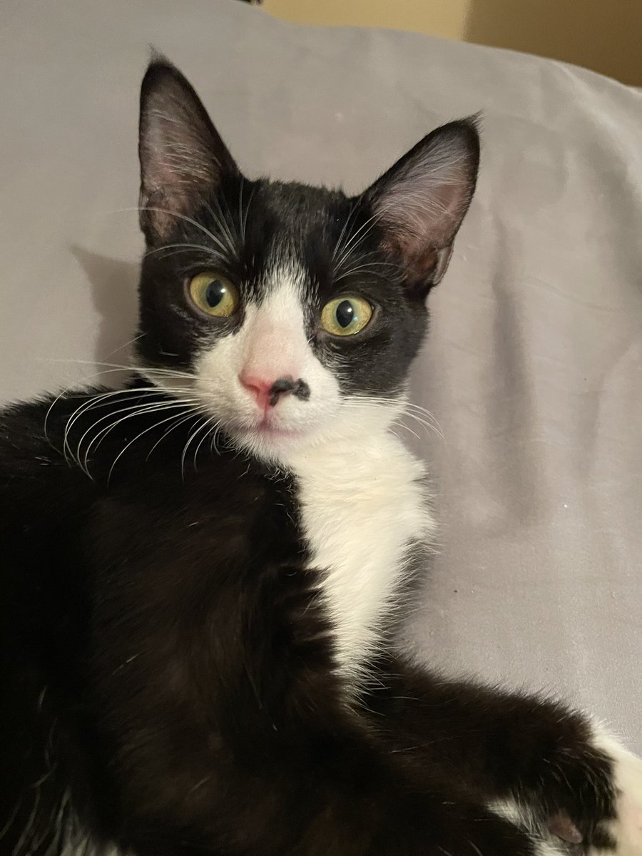 Miss Dreams 81 (@danamessner) on Twitter photo 