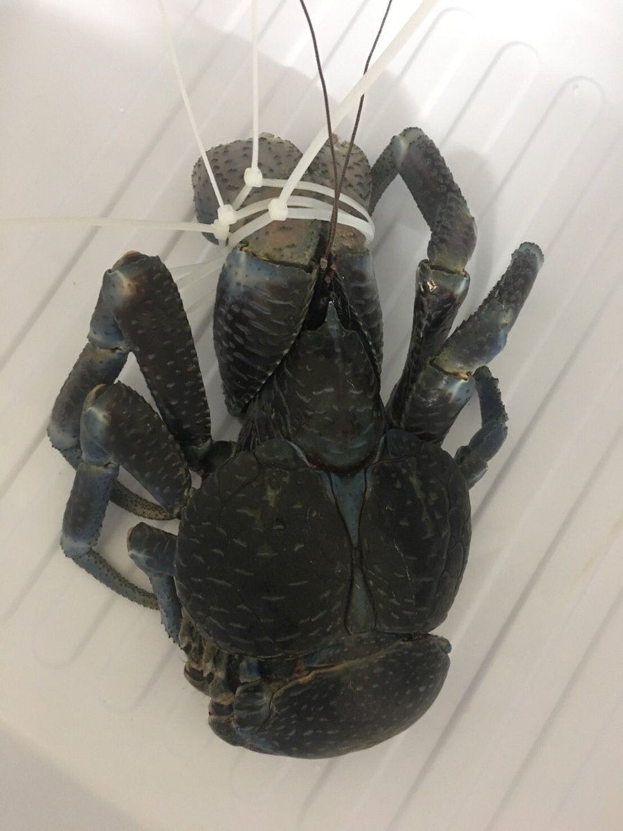 ピータイム久米島店 V Twitter おはようございます 皆様 ヤシガニ食べた事ありますか 前の写真ですが 道に歩いてるのを捕まえて 鍋にぶち込んで食べました 美味しかったなぁ 味はカニとかエビです 沖縄の人はあまりたべませんがw 調理前と調理後の写真