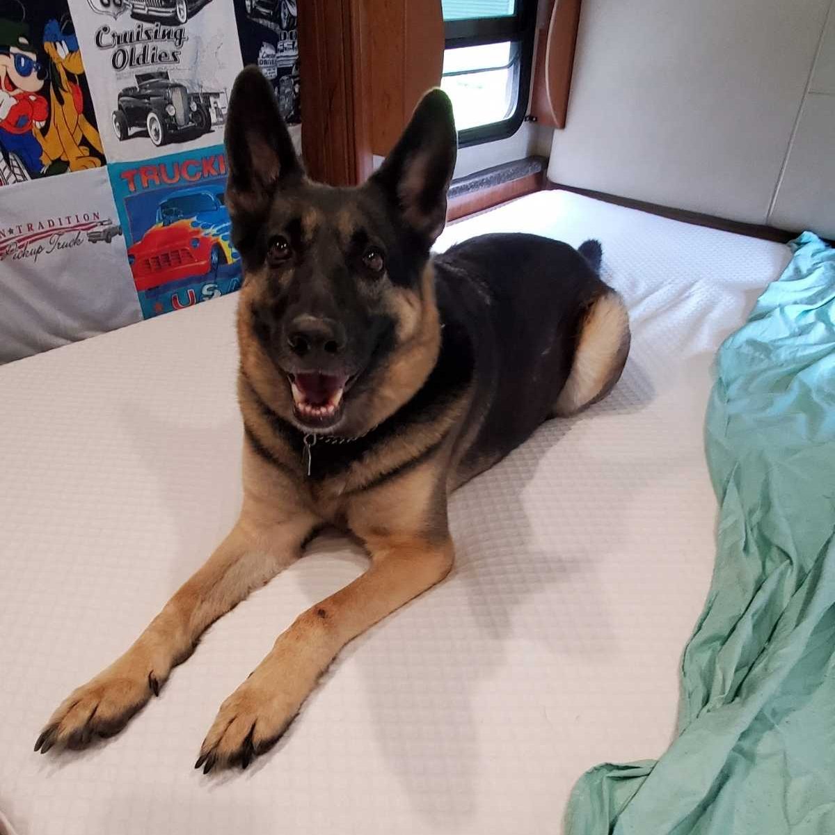 xxplumcrazeexx's tweet image. Out with the old…in with the new!🛏 @NolahSleep Mattress? (Partner) 
Check out my post to learn more! bit.ly/3xDkQJj
Use my referral link to get a $125 discount! ❤️ 
👉 nolahmattress.refr.cc/marywalker?t=tw 
💤
#DineDreamDiscover
#LifeInTheRV
#FullTimeRV
#RVMattress
#RV