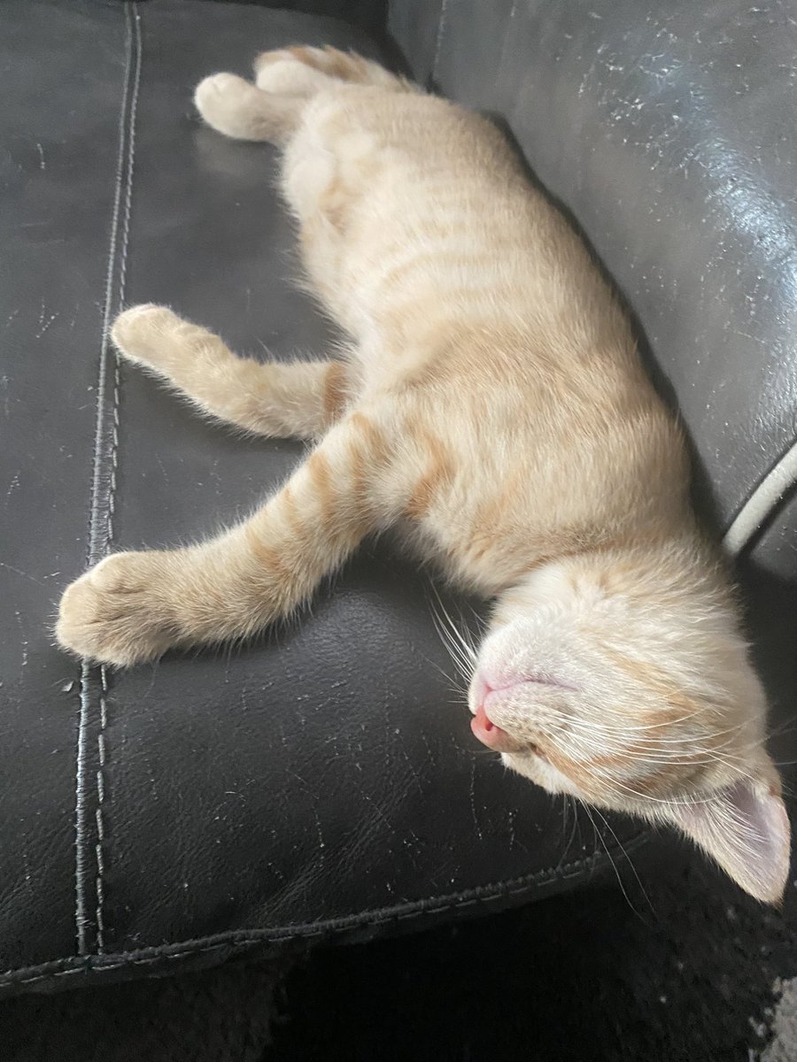 ePhoneNFT's tweet photo. We’re a kitty cat household here at ePhoneNFT. 🐱Meet Jasper, Bella &amp; Catharina. Put some accent on her name lol #kitty #kittycat #ePhoneNFT #NFTCommunity #community #NFTs #CatsOfTwitter https://t.co/IAwZjW5Fqr