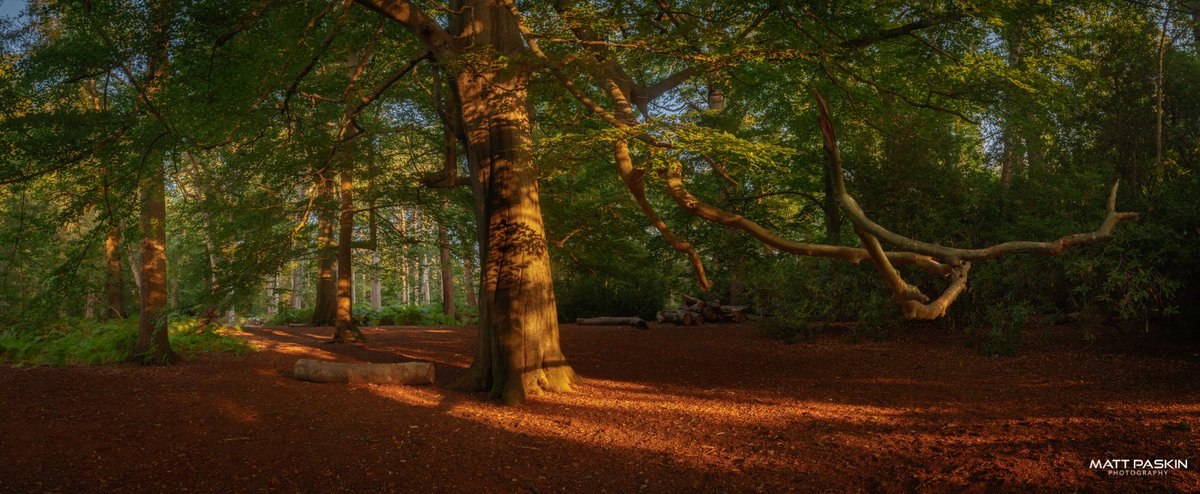Todays Pics. Captured today at Virginia Waters, Windsor Great Park.
#potd #photography #landscape #trees #nature #sunset #panoramic #light #windsorgreatpark #surreyshooters #igerssurrey #liveforthestory #love #monday #amazing #shadow #instagood #instadaily #cool #life