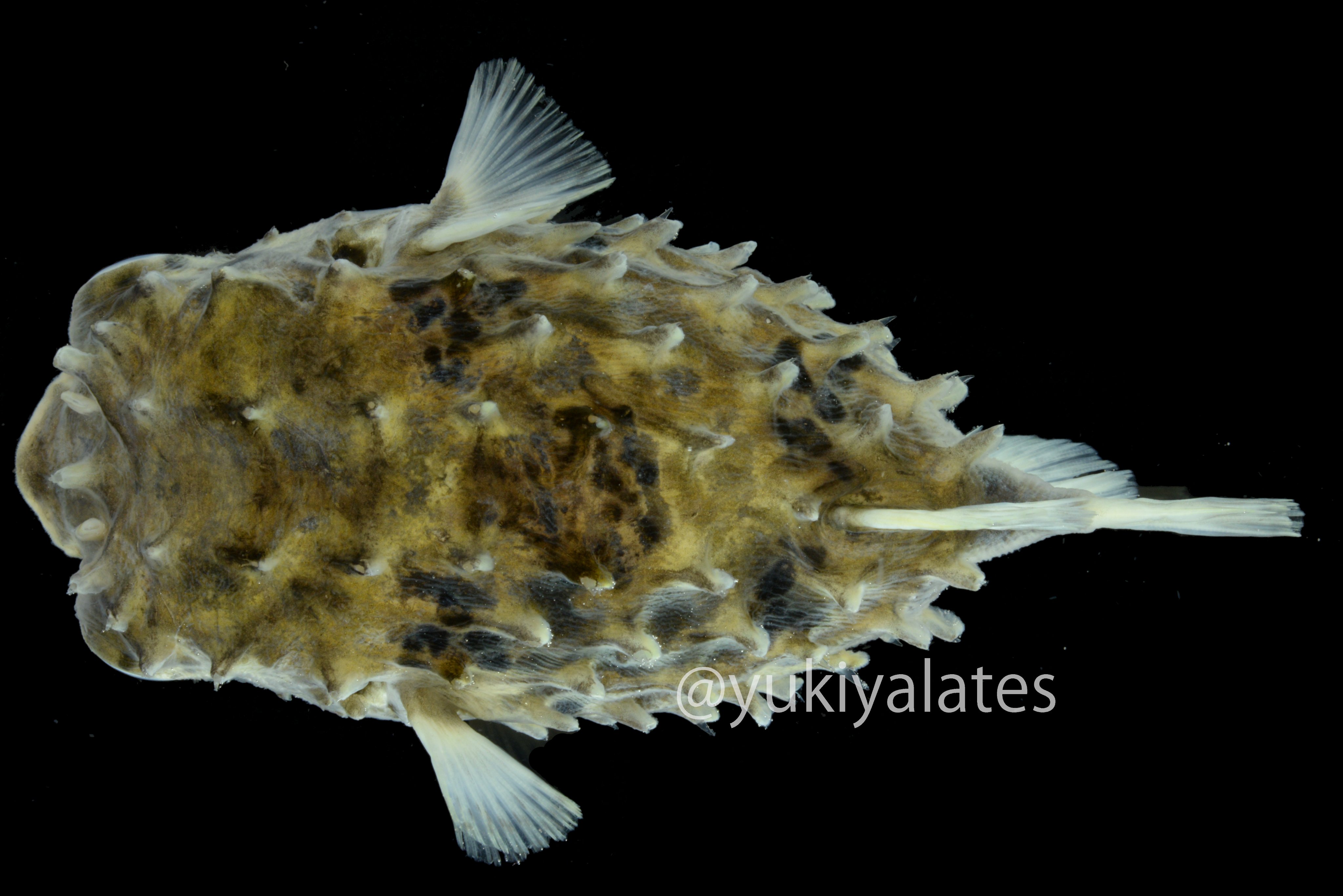 ユキヤ メイタイシガキフグ Cyclichthys Orbicularis なんかのキャラクターに出来そうな魚 というかこういうのいなかったっけ 昨年の夏 定置網で2 3日ほど連続で獲れた 泳いでる姿も見てみたいので 水槽で飼いたい笑 門川の魚図鑑 絶賛発売中