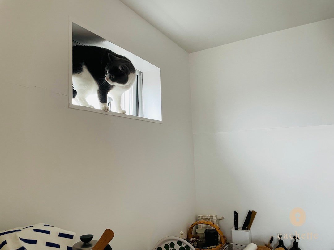 cachette_pet's tweet photo. 【Contributor's column🐱】
#山之内瑠里さん と #アアルトくん_ミースくん の記事が更新されました🐾
運動神経も猫それぞれ🐈
https://t.co/anwdJSIbYH
#cachettepet #cat #ContributorsColumn https://t.co/vGsGOzrPkL