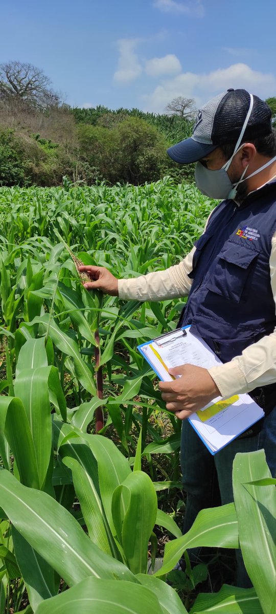 Agricultura_CZ4's tweet photo. Promovemos acciones que impulsen el desarrollo del agro, junto a @INIAPECUADOR realizamos inspecciones de campo en los cantones #Rocafuerte y #SantaAna para asegurar que las semillas cumplan con los estandares de calidad que requiere la #LOASFAS para acceder a la certificación. https://t.co/JO3zRKOKxH