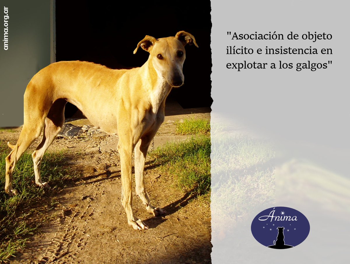 Anima_ddaa's tweet photo. ** En la provincia de San Luis se constituyó en 2017 una asociación civil de objeto ilícito, habida cuenta de que se dirige a "fomentar y perfeccionar la raza pura sangre del galgo de competición... con el objetivo de competir a nivel deportivo nacional e internacional". (1) https://t.co/MmMuSoiMqo