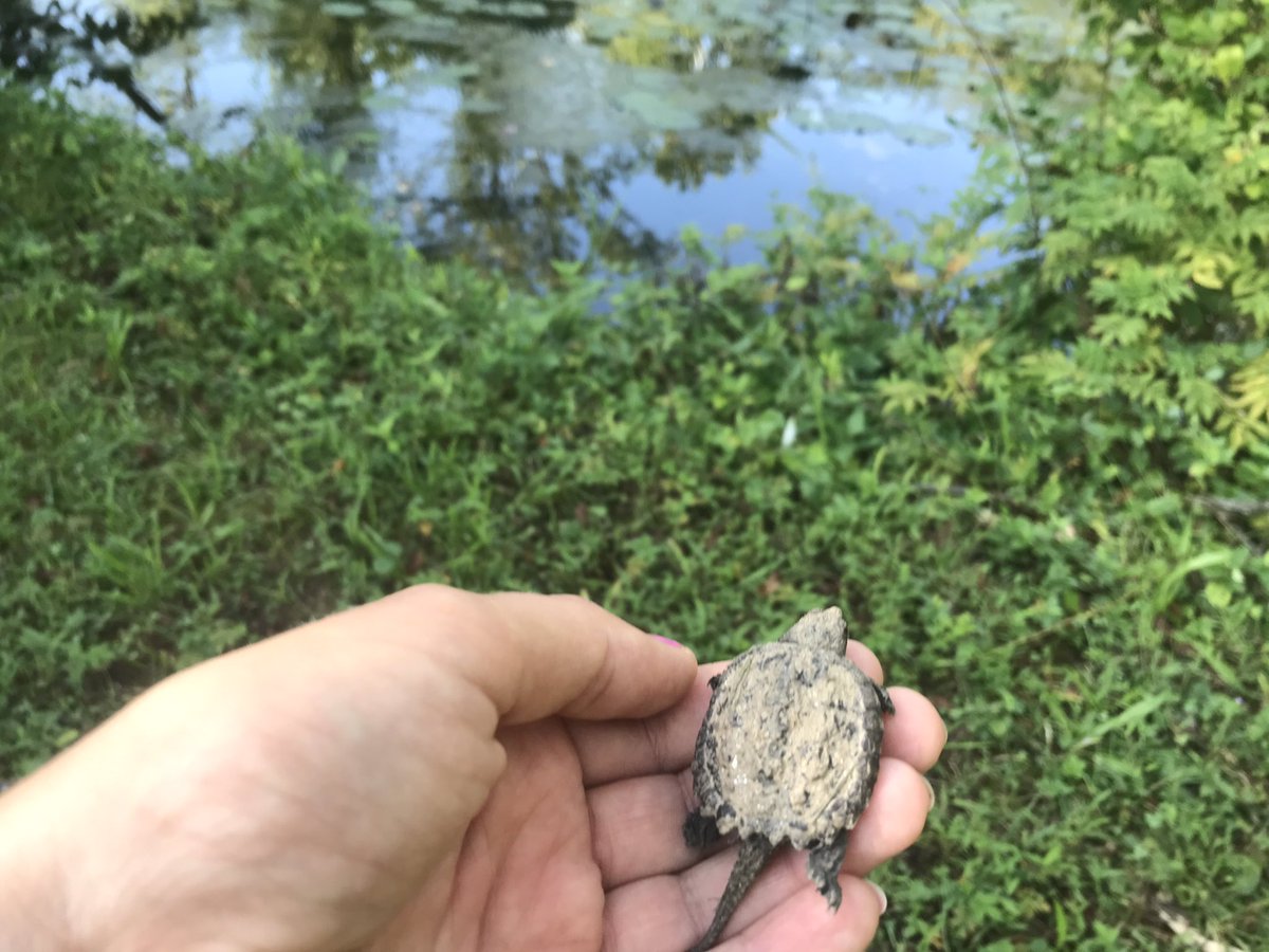 Helped a young snapping turtle cross the road to a nearby pond- small but mighty!