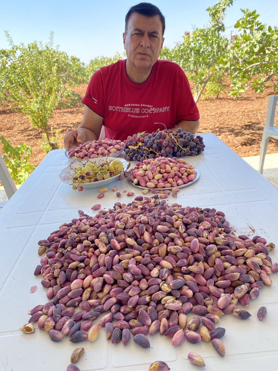 FISTIK ŞANLI URFA NIN EFENDİM YÜZDE 70  urfa  nın  Biz Topluyoruz. Gazi antep işliyip  pazarlıyor .incir. Üzüm. Medeniyetler Beşigidir şanlı urfam